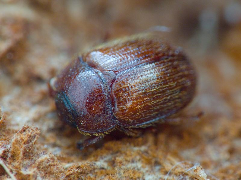 Pocadius ferrugineus (Fabricius, 1775)